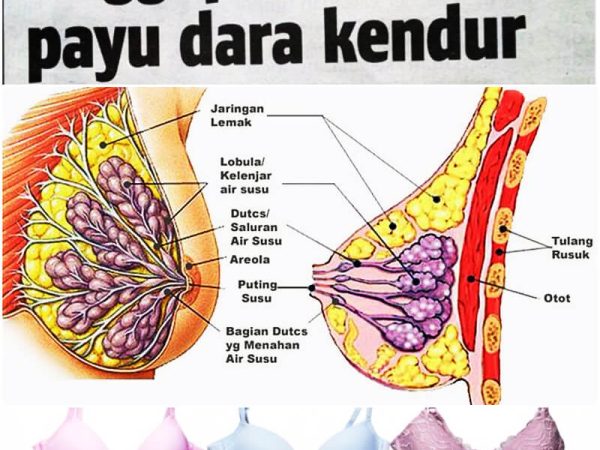 Punca Payudara Kendur Lembik
